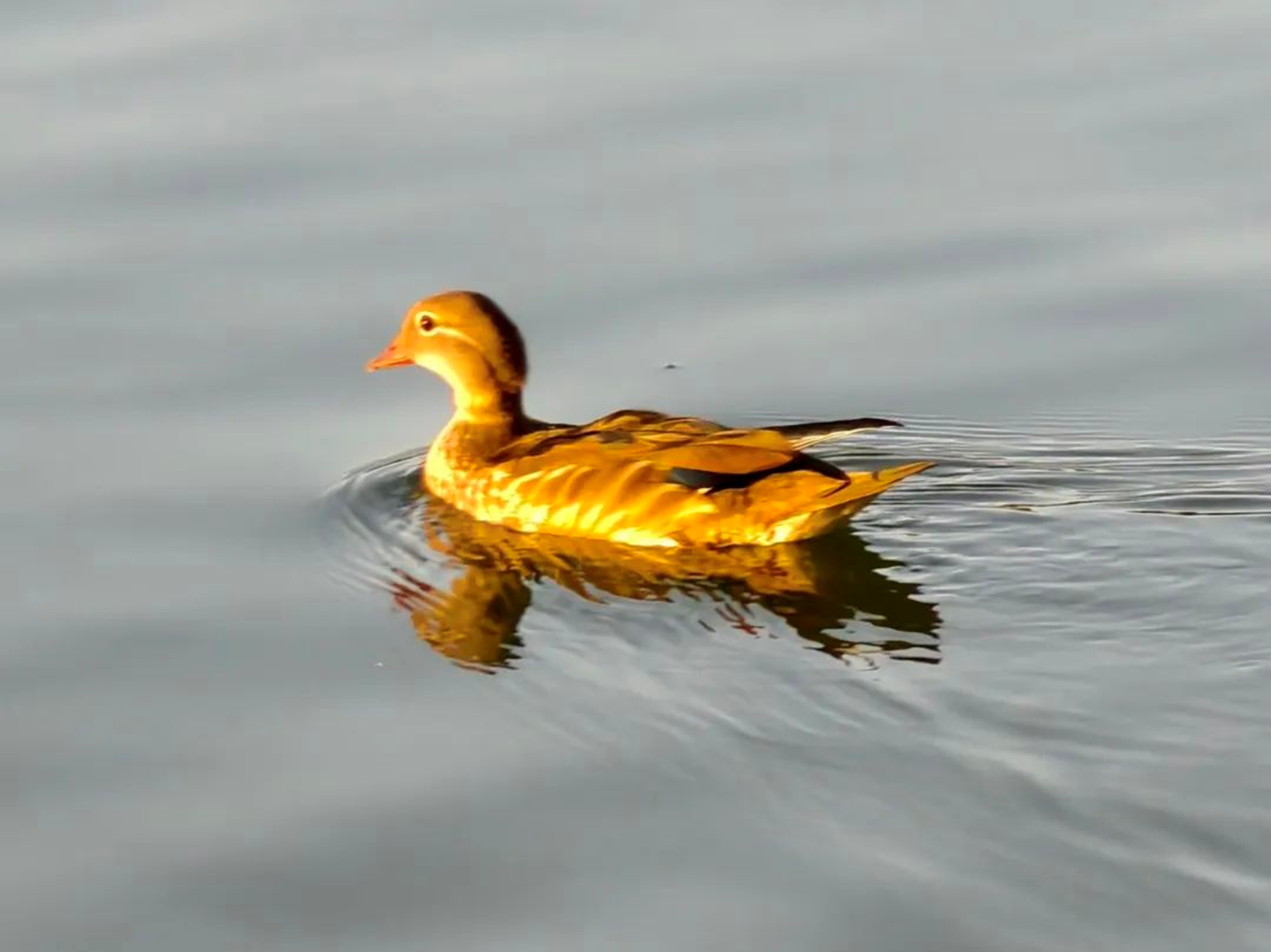 24f91b4e36e5492982c94b92169668f2.png 24f91b4e36e5492982c94b92169668f2.png